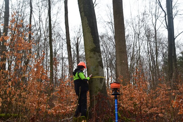 Ein Mitarbeiter des FFK Gotha nimmt verschiedene Werte einer Buche.