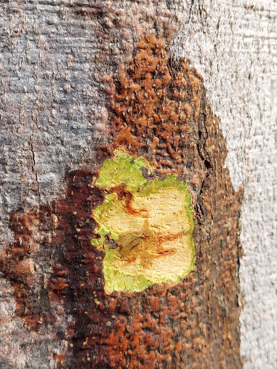 Frischer Befall mit Buchenprachtkäfer [Agrilus viridis]: erste erkennbare Larvengängen an stehenden Buchen mit grüner Belaubung