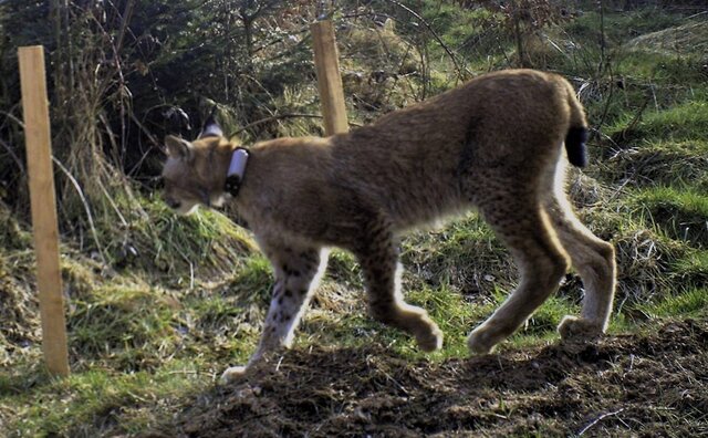 Ein Luchs läuft auf einer Lichtung - Aufnahme wurde mit einer Fotofalle gemacht.