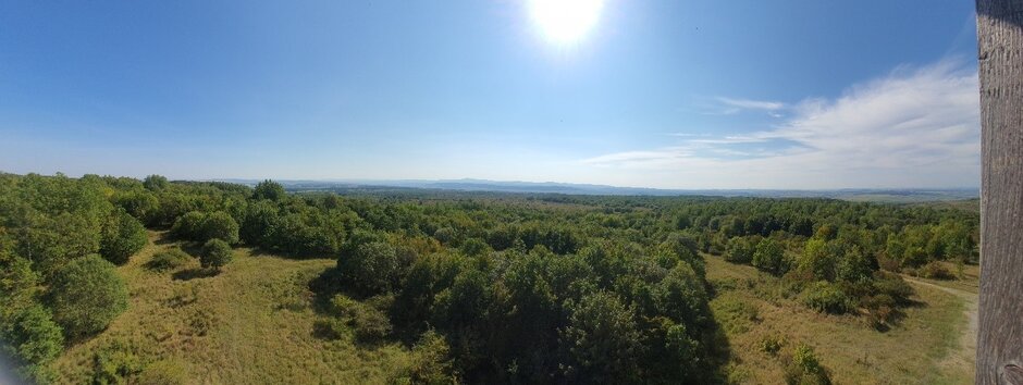 Luftaufnahme von Bäumen und Wiese bei Sonnenschein von einem Aussichtspunkt aus.