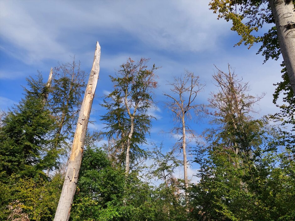 Stamm- und Kronenbrüche sowie Ausbrüche von Starkästen infolge der raschen Holzzersetzung