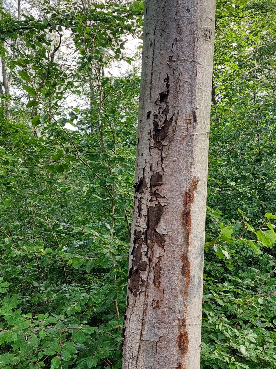 Belaubung Massive Infektion mit dem Rotbuchen-Rindenkugelpilz [Biscogniauxia nummularia] an stehender Buchen mit grüner Belaubung