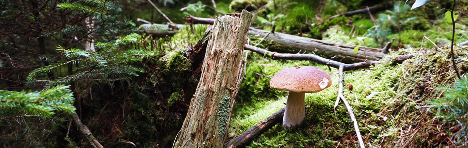 Steinpilz wächst im Moos, umgeben von Tannenzweigen und mit Moos bewachsenen alten Ästen
