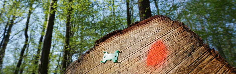 Liegendes Stammholz eines Laubbaumes; im Hintergrund sind hochgewachsene Laubbäume im Wald zu sehen. Der Himmel ist strahlend blau.