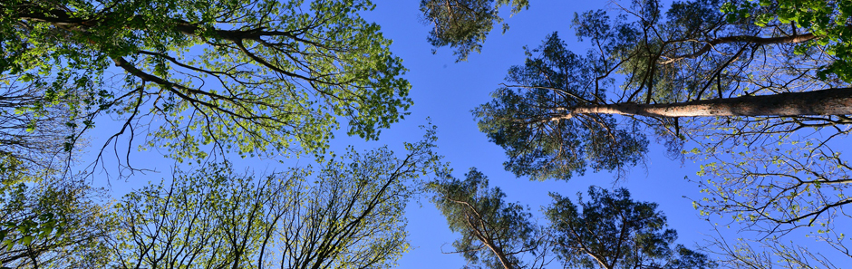Blick nach oben in die Kronen verschiedener Baumarten vor stahlend blauem Himmel