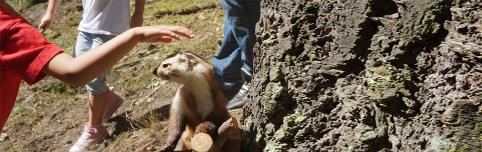 Wiesel-Modell an einem Baumstamm. Eine Kinderhand streichelt darüber.