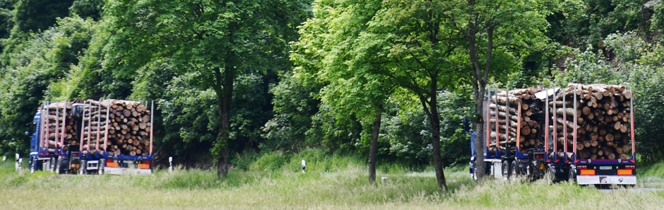 Zwei mit Holz beladene LKW fahren auf einer Landstraße, die von grünen Bäumen gesäumt ist