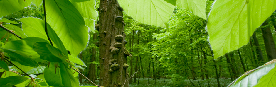 Blick in ein grünes Laubwaldstück mit Urwald-Charakter. Buchenblätter ragen ins Bild, am Baumstamm wachsen Baumpilze